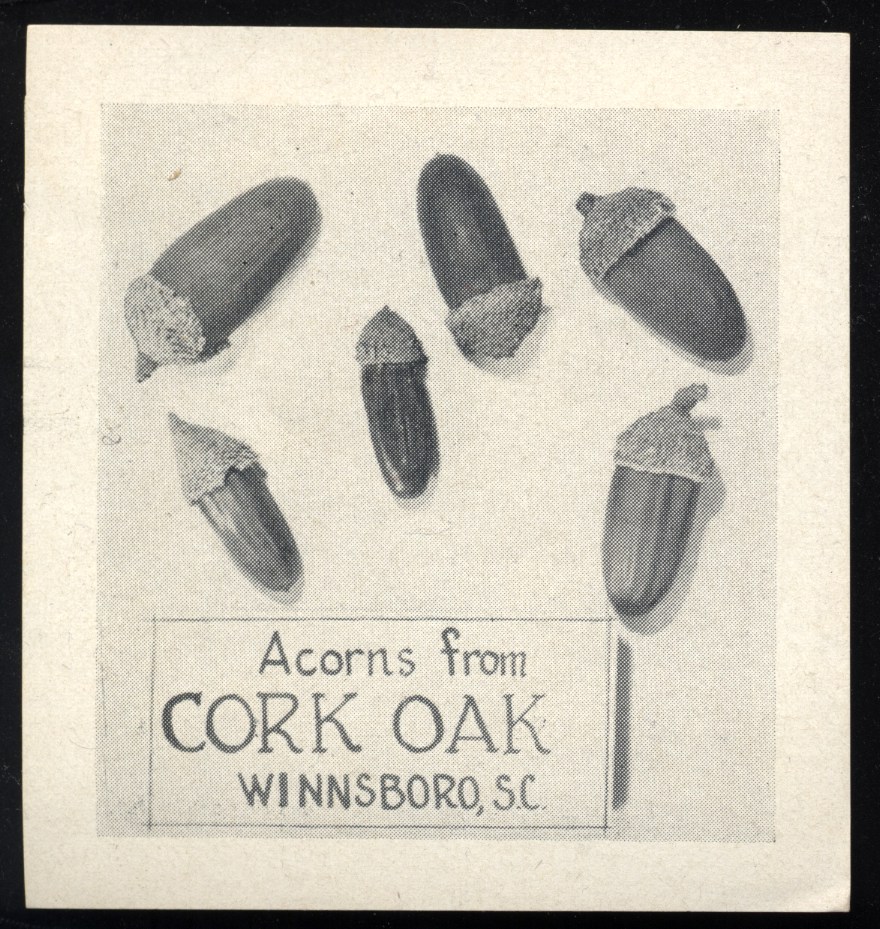 cork acorns